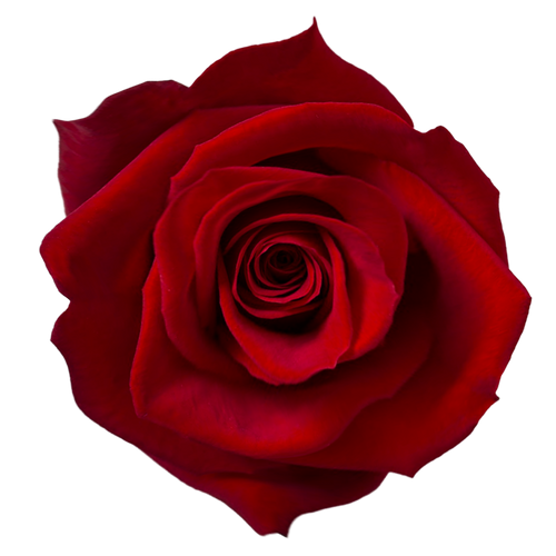 Red Rose Red Rose