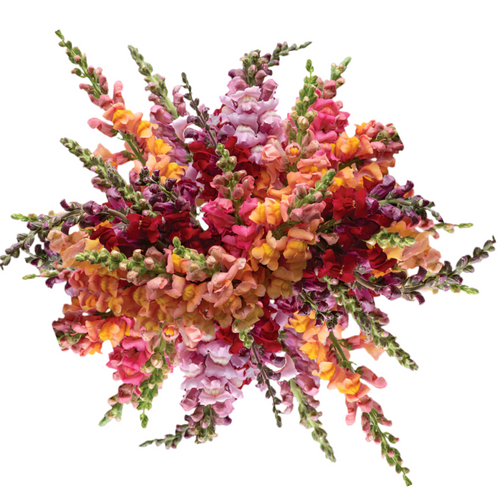 Sunset Snapdragons bouquet with burgundy, orange, and light pink blooms – Albuquerque NM Sunset Snapdragons bouquet with burgundy, orange, and light pink blooms – Albuquerque NM