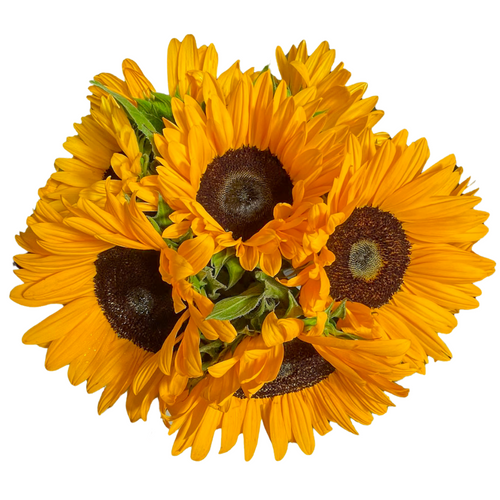Farm fresh sunflower bouquet with solidago and greenery in Albuquerque NM