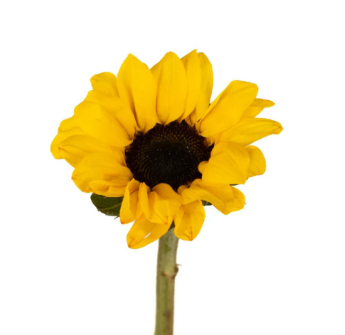Mini Dark Eye Sunflower – Bulk Small Sunflowers – Albuquerque NM Mini Dark Eye Sunflower – Bulk Small Sunflowers – Albuquerque NM