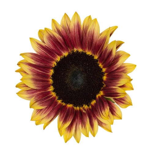 Mahogany Sunflower