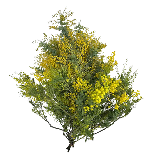 Acacia Yellow Mimosa bulk flowers with fluffy yellow blooms for weddings and floral design in Albuquerque New Mexico