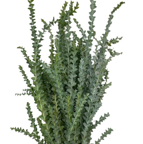 Acacia Knife Blade – Bulk Greenery – Albuquerque NM
