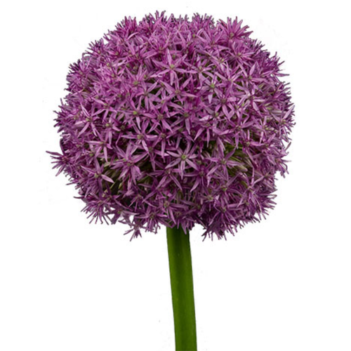 Purple allium globe flowers bulk with round blooms for weddings and floral design in Albuquerque New Mexico