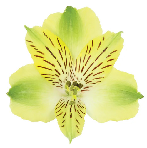 Green Alstroemeria – Bulk Filler Flower – Albuquerque NM