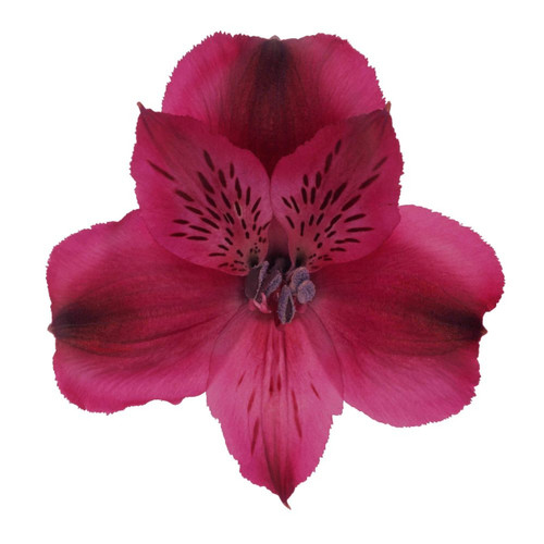 Burgundy Alstroemeria – Bulk Filler Flower – Albuquerque NM