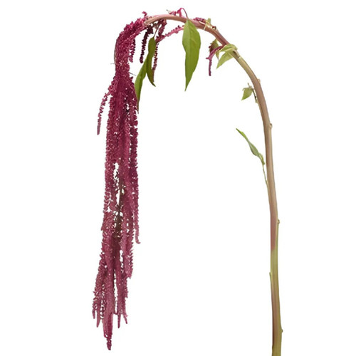 Red Hanging Amaranthus – Bulk Draping Accent Flower – Albuquerque NM