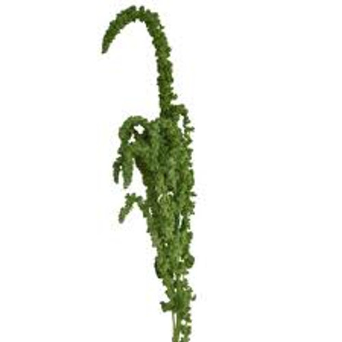 Green Upright Amaranthus – Bulk Line Flower – Albuquerque NM