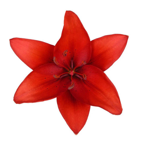 Red Asiatic Lily – Bulk Flowers – Albuquerque NM Red Asiatic Lily – Bulk Flowers – Albuquerque NM