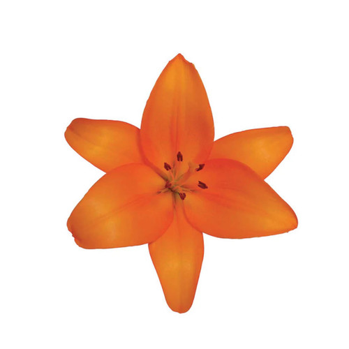 Orange Asiatic Lily – Bulk Flowers – Albuquerque NM