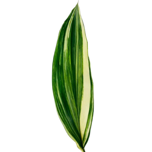 Variegated Aspidistra – Bulk Foliage – Albuquerque NM