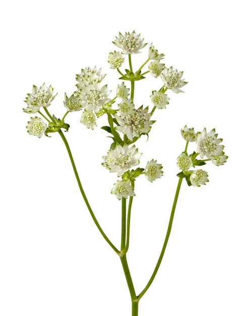 White Astrantia – Bulk Filler Flower – Albuquerque NM