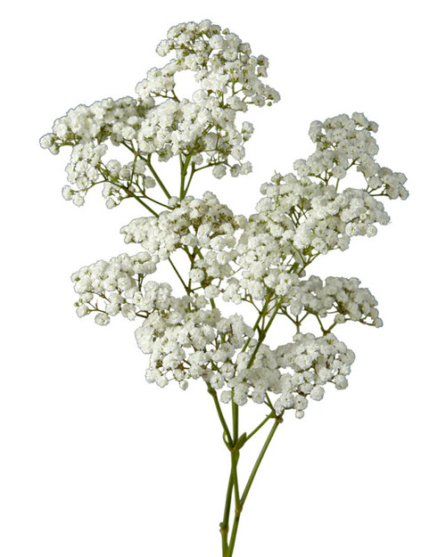 Flowers - Gypsophillia - Albuquerque Flower Market