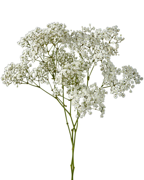 Flowers - Gypsophillia - Albuquerque Flower Market