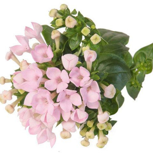 Light Pink Bouvardia – Bulk Flowers – Albuquerque NM
