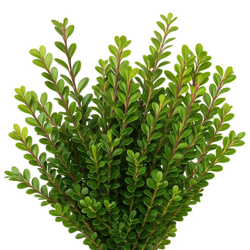 Boxwood Greenery – Bulk Wholesale Filler – Albuquerque NM