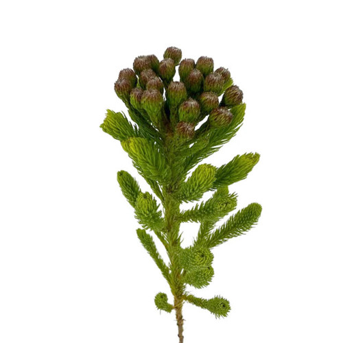 Albigreen Brunia – Bulk Flowers – Albuquerque New Mexico