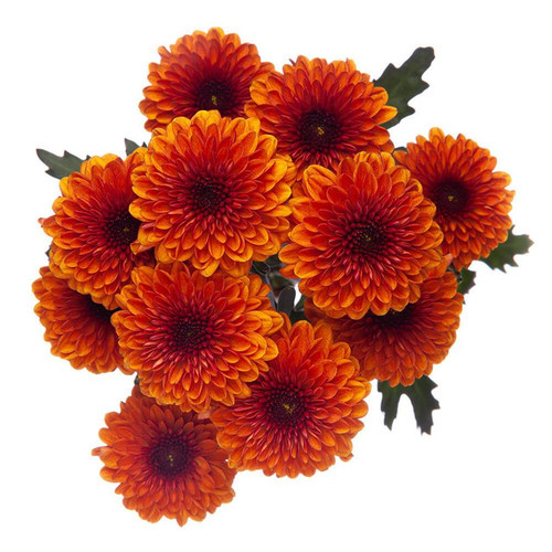 Bronze Button Chrysanthemum – Bulk Flowers – Albuquerque New Mexico