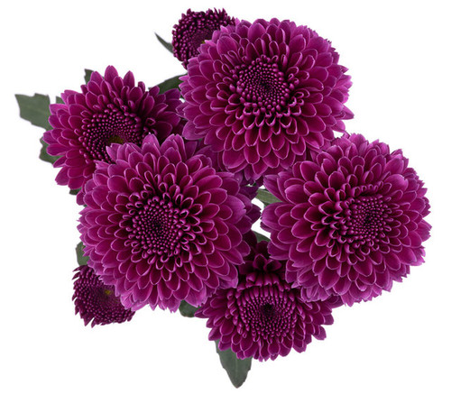 Purple Button Chrysanthemum – Bulk Flowers – Albuquerque New Mexico