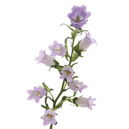 Lavender Campanula – Bulk Bell Flowers – Albuquerque New Mexico
