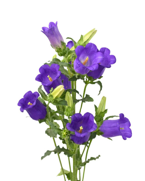 Purple Campanula – Bulk Bell Flowers – Albuquerque New Mexico