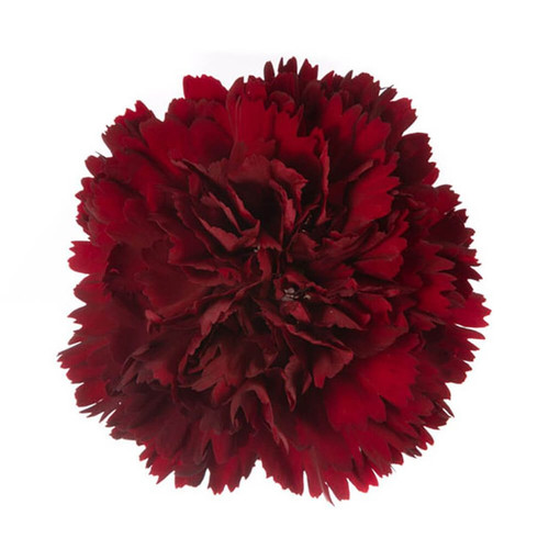 Burgundy Carnation – Bulk Flowers – Albuquerque New Mexico