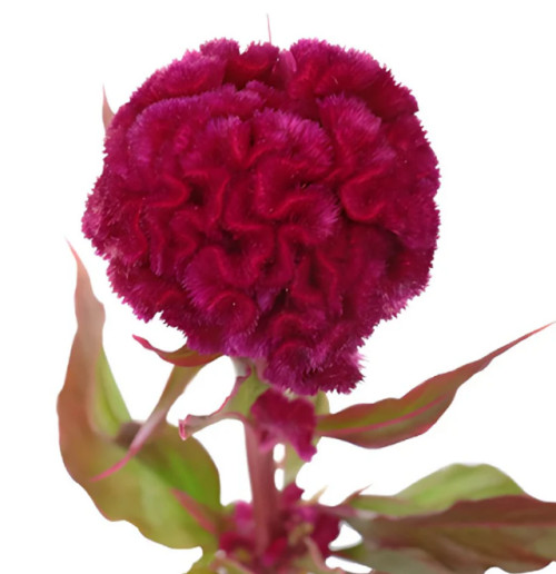 Burgundy Coxcomb Celosia – Bulk Flowers – Albuquerque New Mexic
