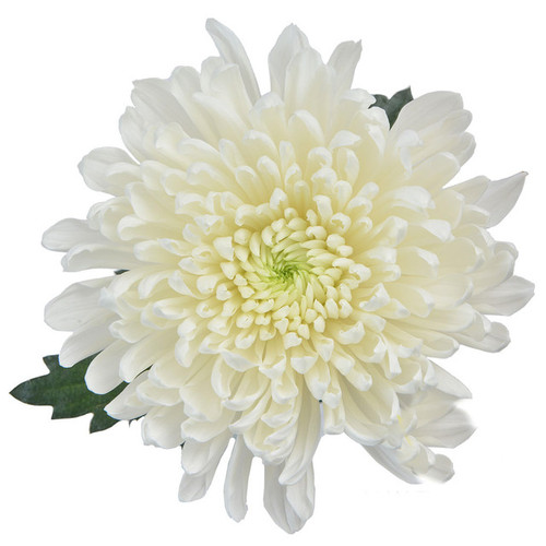White Cremone Chrysanthemum – Bulk Flowers – Albuquerque New Mexico