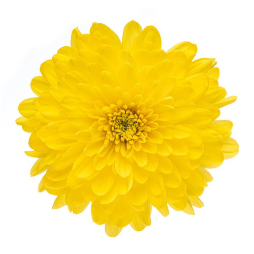 Yellow Cremone – Bulk Flowers – Albuquerque New Mexico