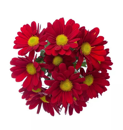 Burgundy Daisy Chrysanthemum – Bulk Flowers – Albuquerque New Mexico Burgundy Daisy Chrysanthemum – Bulk Flowers – Albuquerque New Mexico