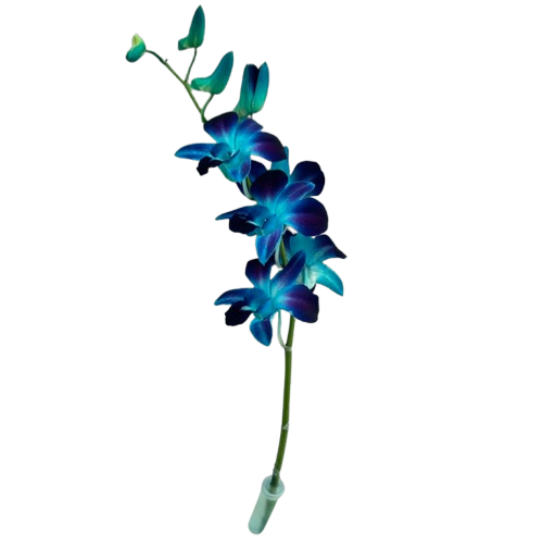 Blue Dendrobium Orchid – Bulk Flowers – Albuquerque New Mexico