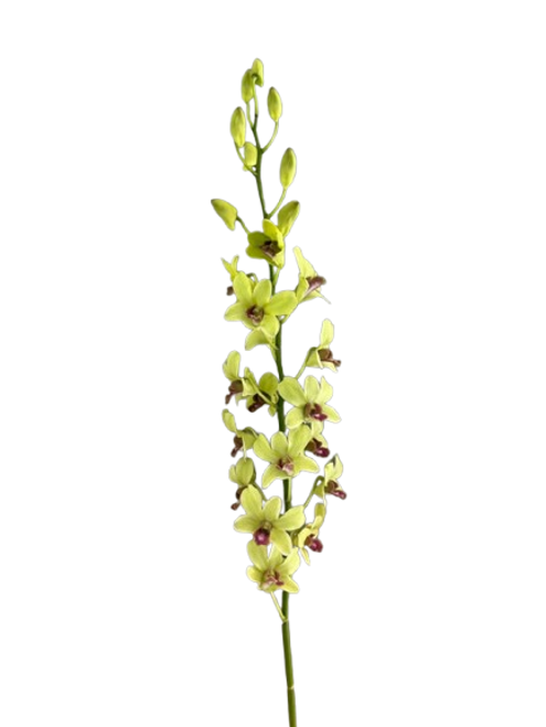 Green Dendrobium Orchid – Bulk Flowers – Albuquerque New Mexico