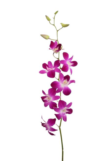 Hot Pink Dendrobium Orchid – Bulk Wholesale Flowers – Albuquerque NM