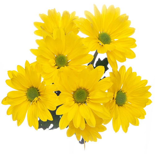 Yellow Daisy Chrysanthemum – Bulk Flowers – Albuquerque New Mexico