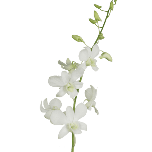 White Dendrobium Orchid – Bulk Flowers – Albuquerque New Mexico