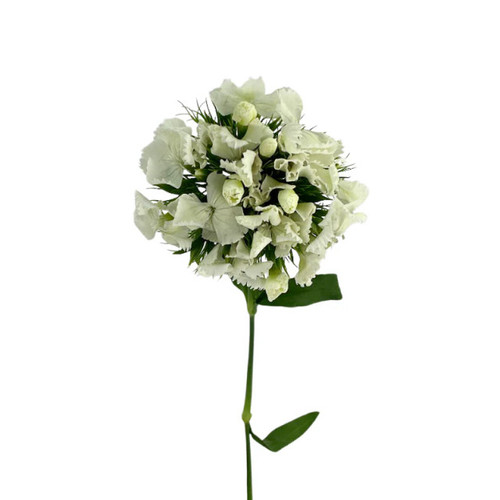 White Dianthus – Bulk Flowers – Albuquerque New Mexico