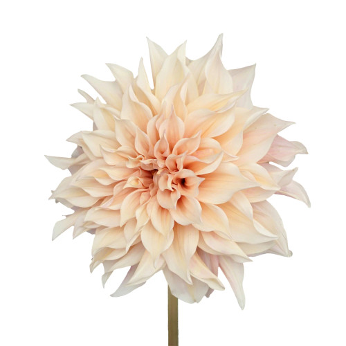 Café au Lait Dahlia – Bulk Flowers – Albuquerque New Mexico