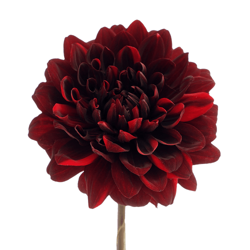 Chocolate Dahlia – Bulk Flowers – Albuquerque New Mexico Chocolate Dahlia – Bulk Flowers – Albuquerque New Mexico