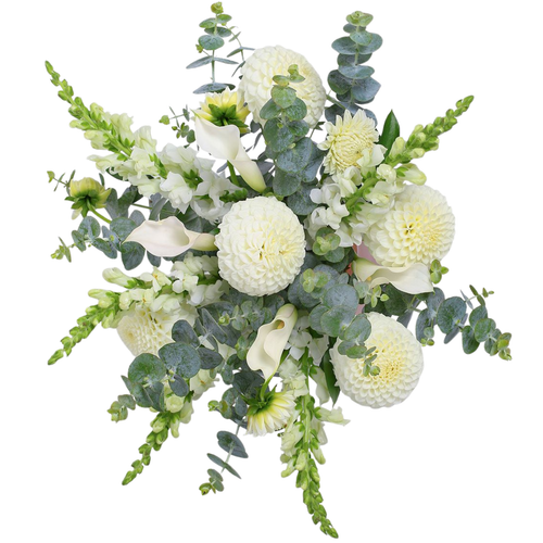 Pure Dahlia bouquet with white dahlias, snapdragons, mini callas, and spiral eucalyptus – Albuquerque Flower Market Albuquerque NM