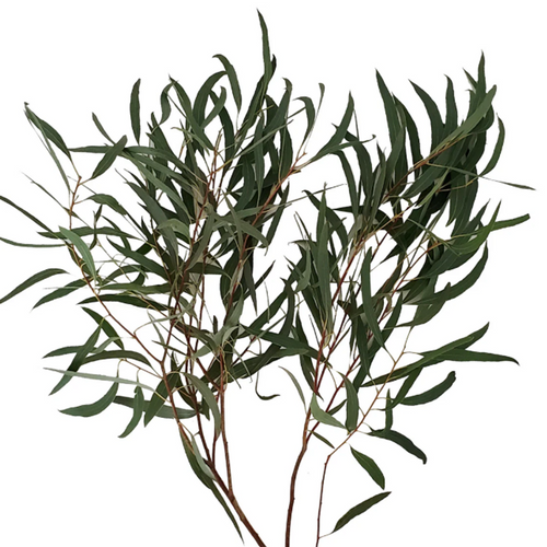 Willow Eucalyptus greenery – bulk wholesale foliage Albuquerque Flower Market