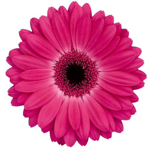 Hot Pink Gerbera Daisy Dark Eye – bulk wholesale flowers Albuquerque Flower Market Hot Pink Gerbera Daisy Dark Eye – bulk wholesale flowers Albuquerque Flower Market