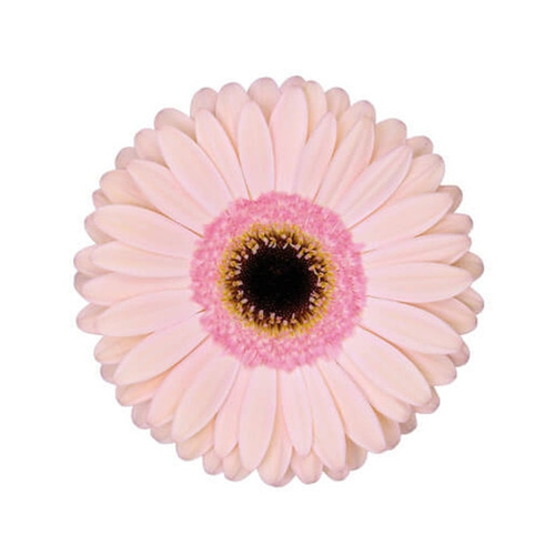 Light Pink Gerbera Daisy Dark Eye – bulk wholesale flowers Albuquerque Flower Market Light Pink Gerbera Daisy Dark Eye – bulk wholesale flowers Albuquerque Flower Market