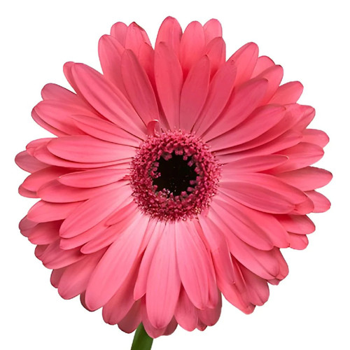 Medium Pink Gerbera Daisy Dark Eye – bulk wholesale flowers Albuquerque Flower Market Medium Pink Gerbera Daisy Dark Eye – bulk wholesale flowers Albuquerque Flower Market