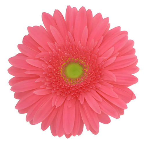 Medium Pink Gerbera Daisy Light Eye – bulk wholesale flowers Albuquerque Flower Market Medium Pink Gerbera Daisy Light Eye – bulk wholesale flowers Albuquerque Flower Market