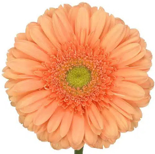 Peach Gerbera Daisy Light Eye – bulk wholesale flowers Albuquerque Flower Market Peach Gerbera Daisy Light Eye – bulk wholesale flowers Albuquerque Flower Market