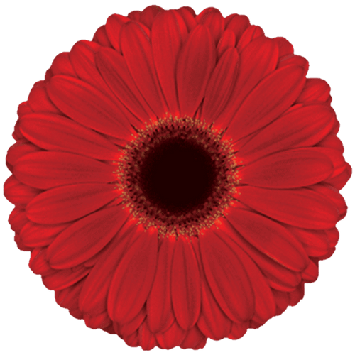 Red Gerbera Daisy Dark Eye – bulk wholesale flowers Albuquerque Flower Market Red Gerbera Daisy Dark Eye – bulk wholesale flowers Albuquerque Flower Market