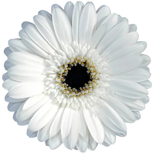 White Gerbera Daisy Dark Eye – bulk wholesale flowers Albuquerque Flower Market White Gerbera Daisy Dark Eye – bulk wholesale flowers Albuquerque Flower Market