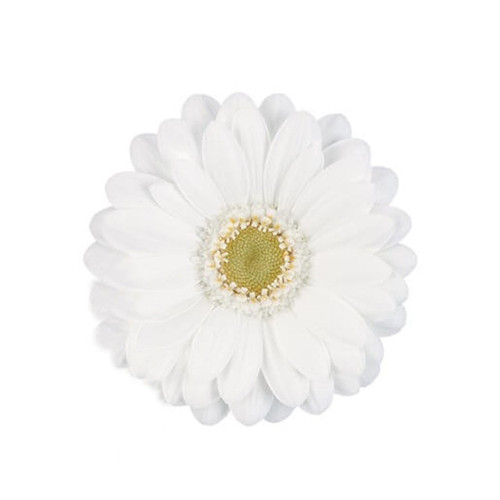 White Gerbera Daisy Light Eye – bulk wholesale flowers Albuquerque Flower Market White Gerbera Daisy Light Eye – bulk wholesale flowers Albuquerque Flower Market