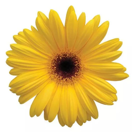 Yellow Gerbera Daisy Dark Eye – bulk wholesale flowers Albuquerque Flower Market Yellow Gerbera Daisy Dark Eye – bulk wholesale flowers Albuquerque Flower Market