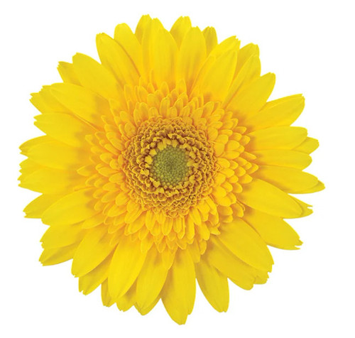 Yellow Gerbera Daisy Light Eye – bulk wholesale flowers Albuquerque Flower Market Yellow Gerbera Daisy Light Eye – bulk wholesale flowers Albuquerque Flower Market